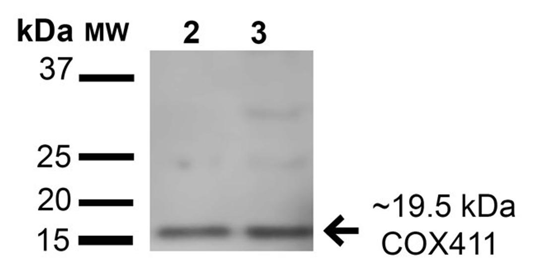 Western Blot analysis of human a549 cell lysates using COX-4 antibody