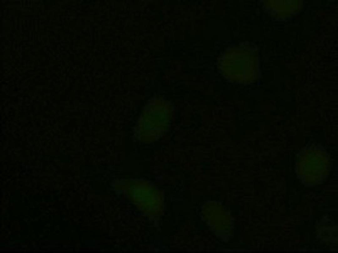 Immunocytochemistry/Immunofluorescence: Neurotrophin 3 Antibody (5A2) [NBP1-47892] Staining of HeLa cells transiently transfected by pCMV6-ENTRY NTF3.