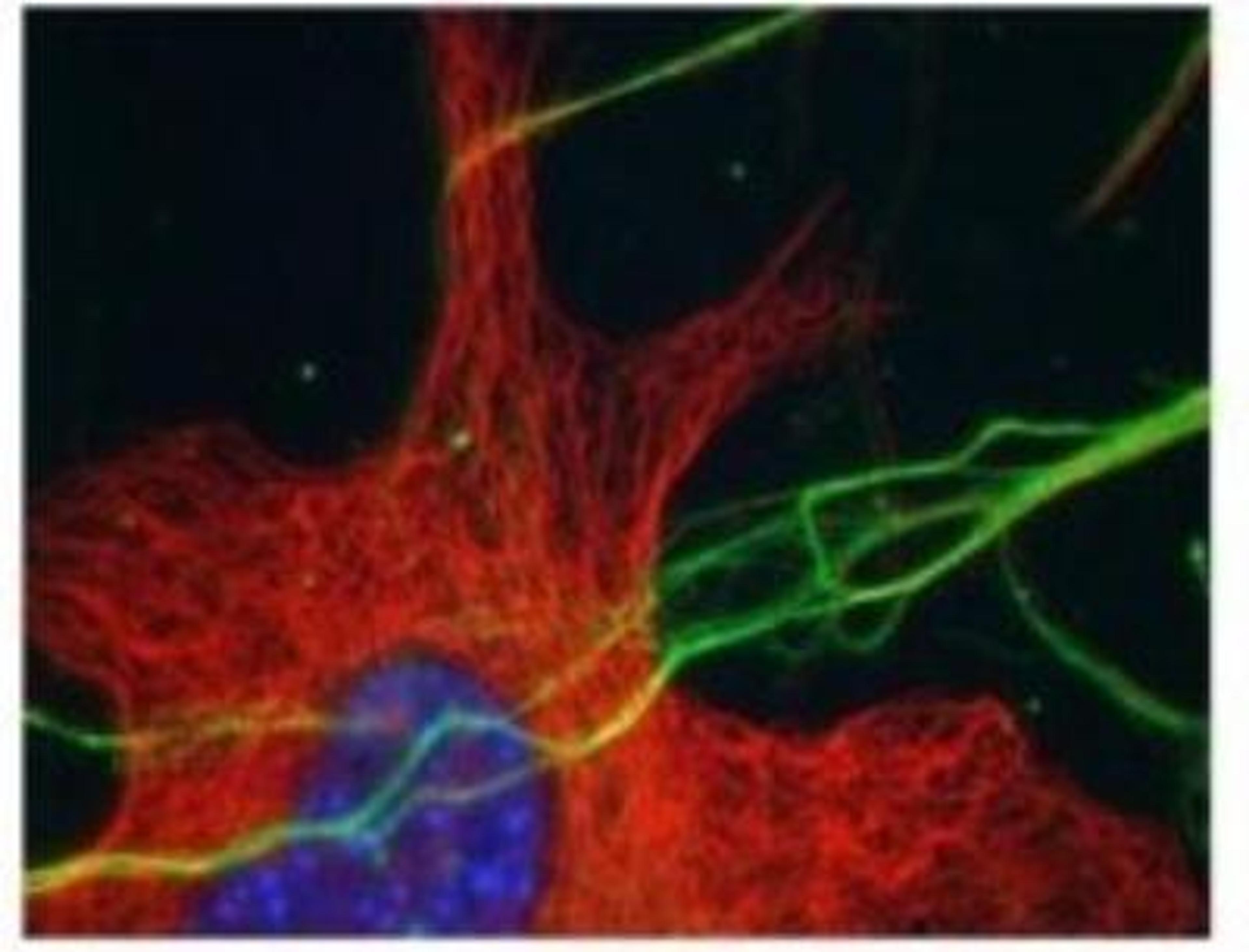 Immunocytochemistry/Immunofluorescence: Tubulin Delta 2 Antibody [NB100-57397] - IHC staining (green) in human neuron