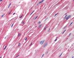 Immunohistochemistry staining of in heart tissue using Antibody.