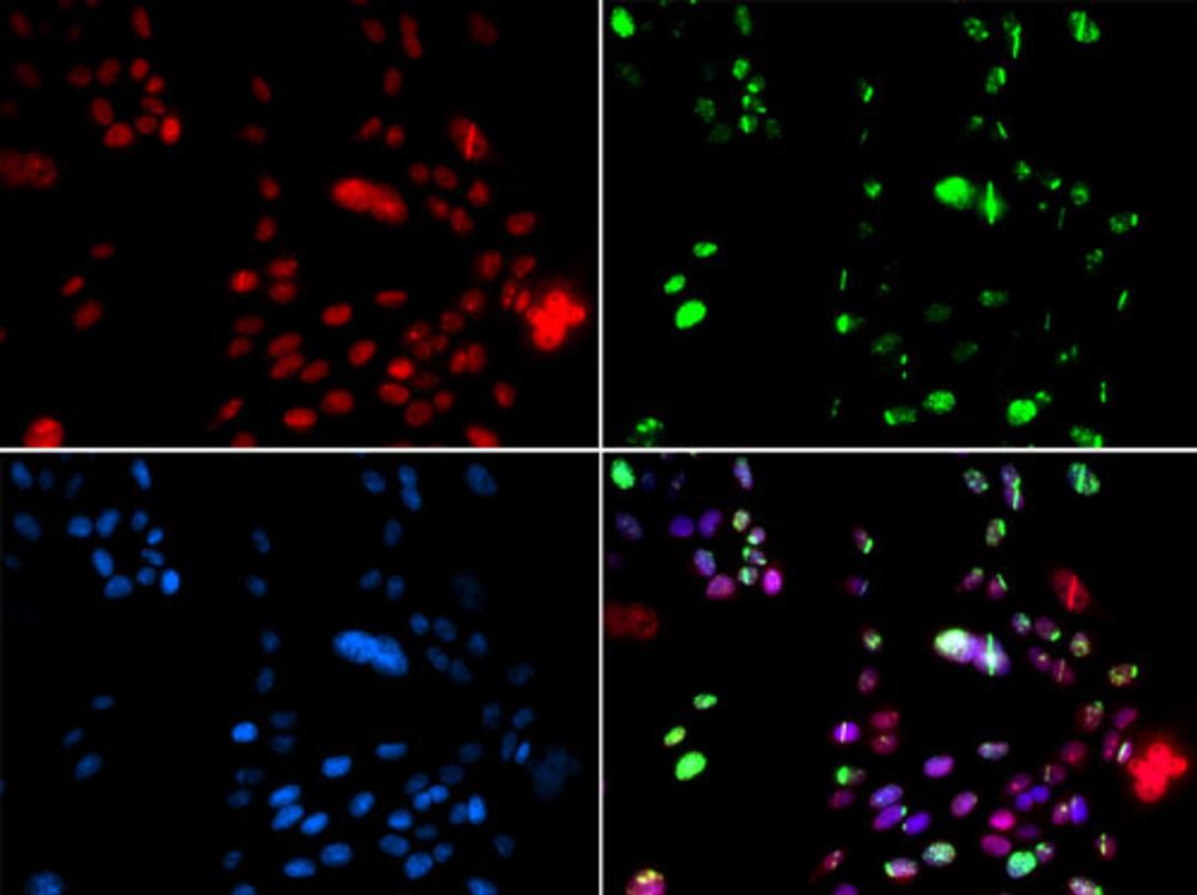 Immunofluorescence - PIAS1 antibody (A5729)