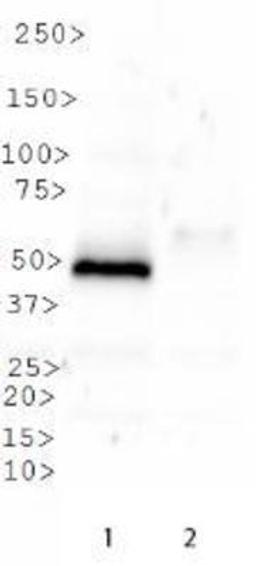 Western Blot: SETD8 Antibody [NBP1-91269] - Western blot analysis of SETD8 in Lane 1. SETD8 overexpression vector containing C-terminal DDK tag. Lane 2. Empty vector.