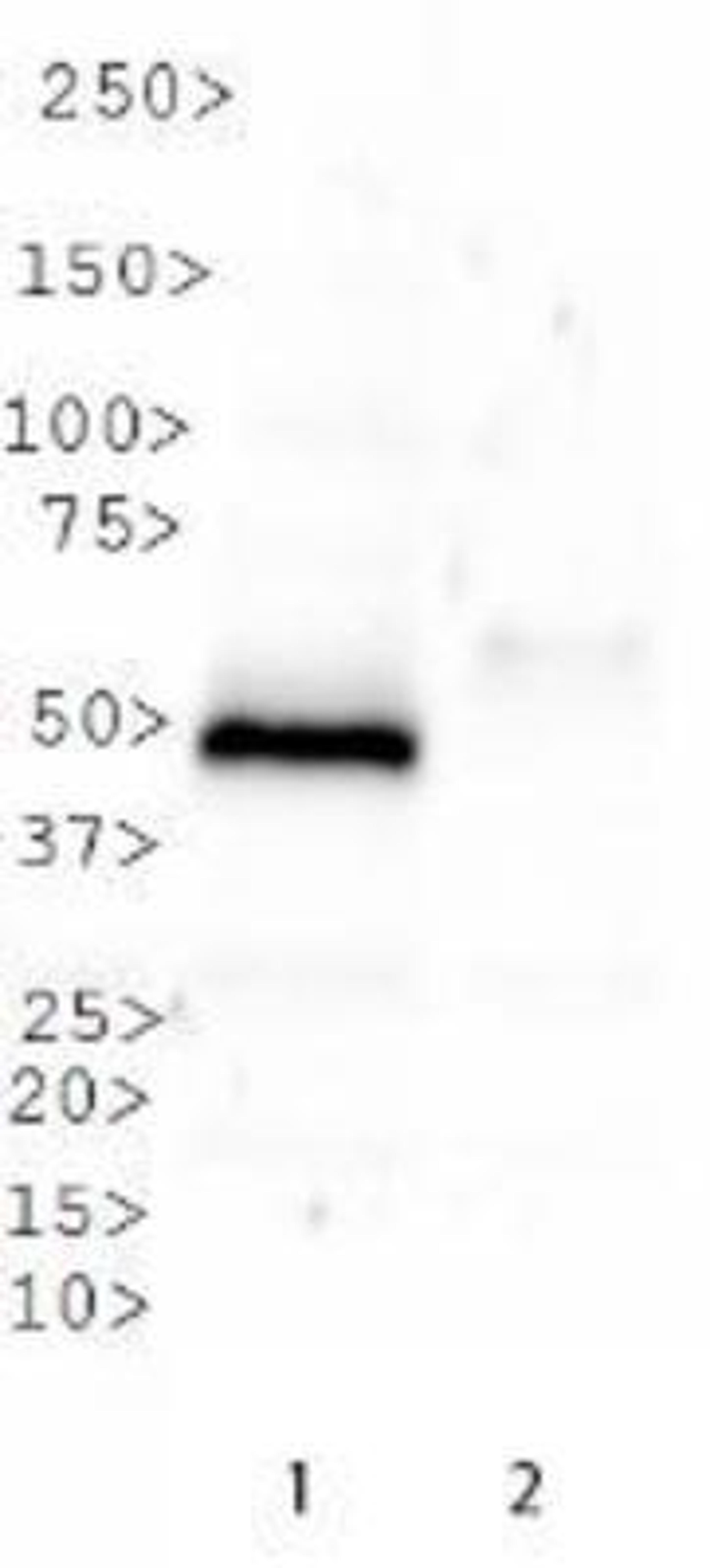 Western Blot: SETD8 Antibody [NBP1-91269] - Western blot analysis of SETD8 in Lane 1. SETD8 overexpression vector containing C-terminal DDK tag. Lane 2. Empty vector.