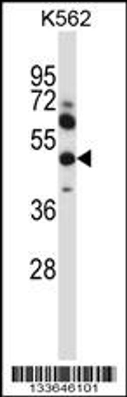 Western blot analysis in K562 cell line lysates (35ug/lane).