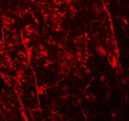 Immunocytochemistry/Immunofluorescence: NKX3-2 Antibody [NBP1-76541] - NKX3-2 in mouse brain tissue at 20 ug/mL.