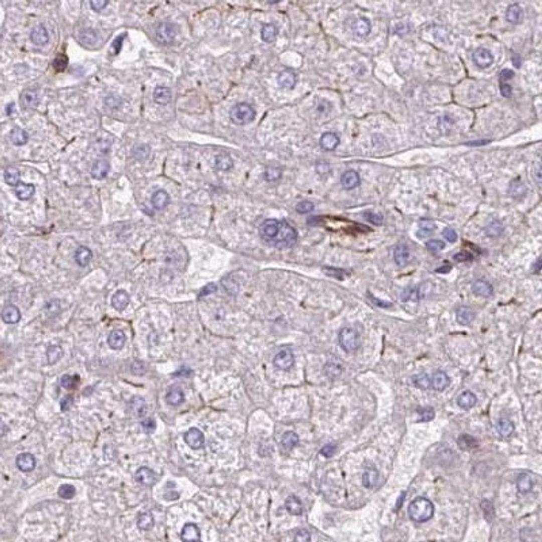 Immunohistochemistry: BEN Domain Containing 5 Antibody [NBP2-31576] - Liver