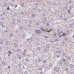 Immunohistochemistry: BEN Domain Containing 5 Antibody [NBP2-31576] - Liver