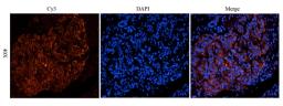 IF image of guinea pig pancreas tissue using CD38 antibody (2.5 ug/ml)