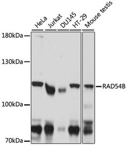 Western blot - RAD54B antibody (A16208)