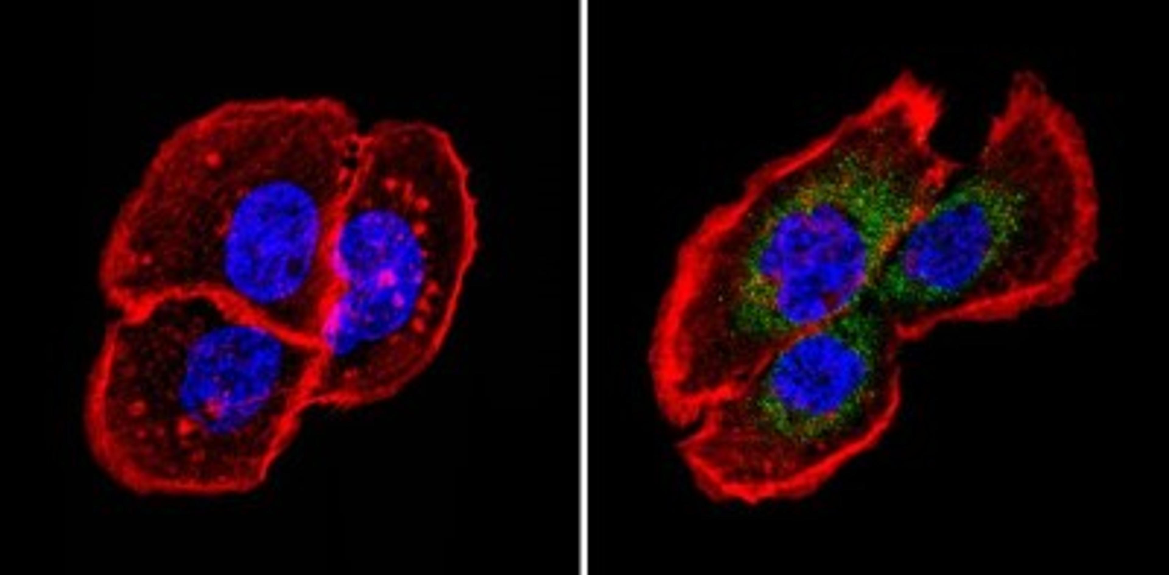 Immunocytochemistry/Immunofluorescence: Fibrillin 1 Antibody (11C1.3) [NB110-8146] - Analysis of Fibrillin-1 (green) showing staining in the cytoplasm of A431 cells (right) compared to a negative control without primary antibody (left).