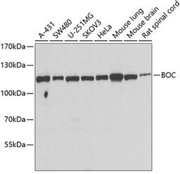 Western blot - BOC antibody (A7174)