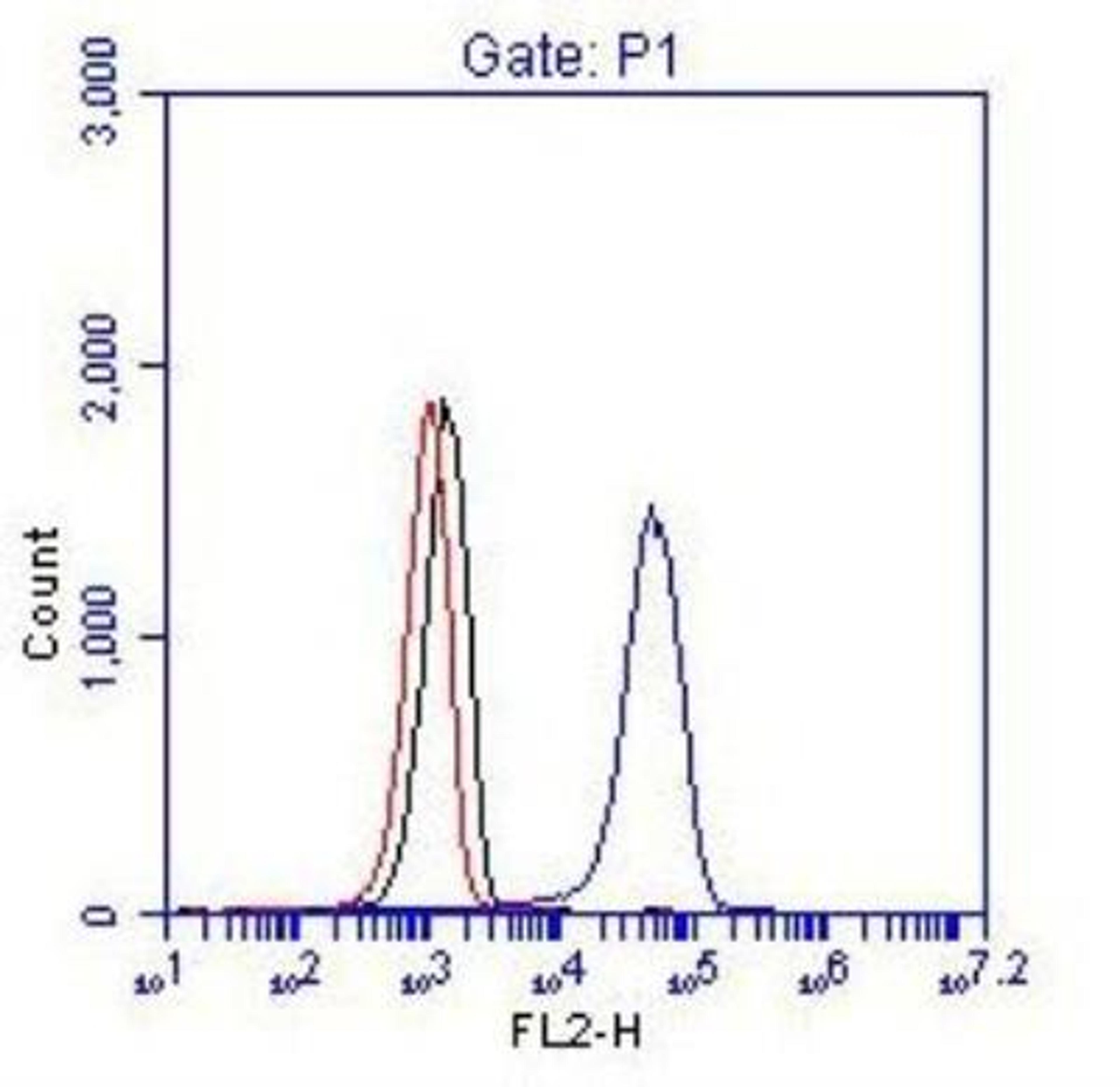 Flow Cytometry: BCR Antibody [NBP1-19097] -  Flow Cytometric Detection of BCR. 1 x 106 K562 cells were fixed, permeabilized, and stained with 0.25 mcg anti-BCR in a 150 mcl reaction. Isotype anti-KLH control (black), no antibody (red) and anti-BCR (blue).