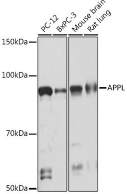 Western blot - APPL Rabbit mAb (A8932)