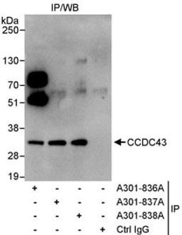 Detection of human CCDC43 by western blot of immunoprecipitates.