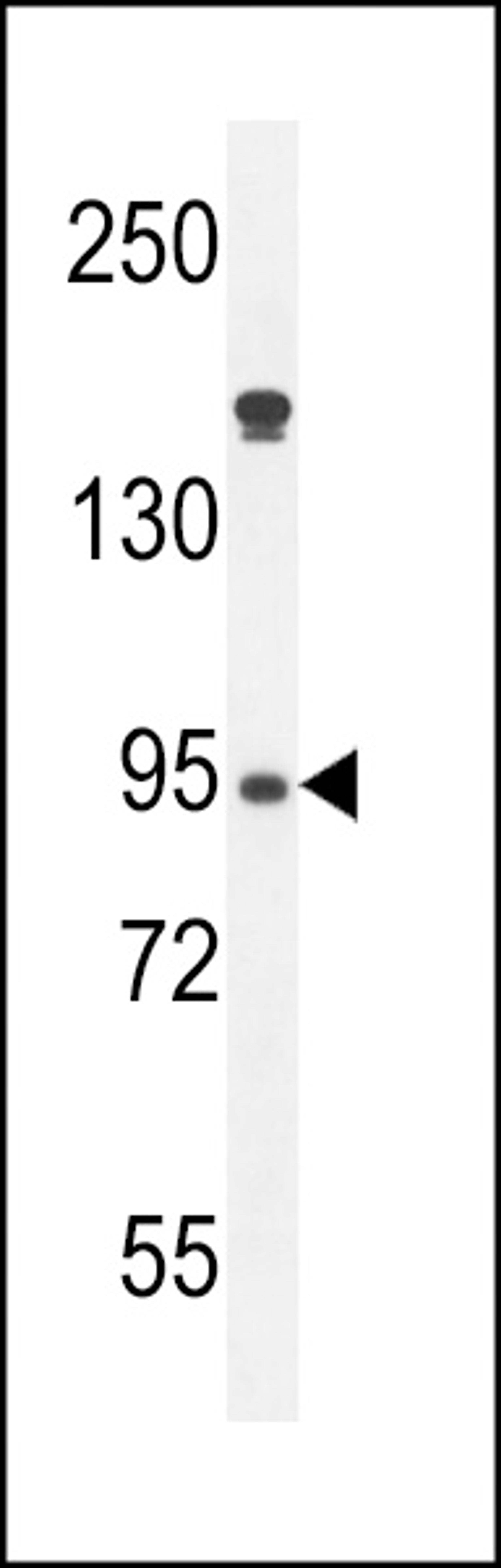 Western blot analysis in HL-60 cell line lysates (35ug/lane).This demonstrates the detected the Myeloperoxidase protein (arrow).