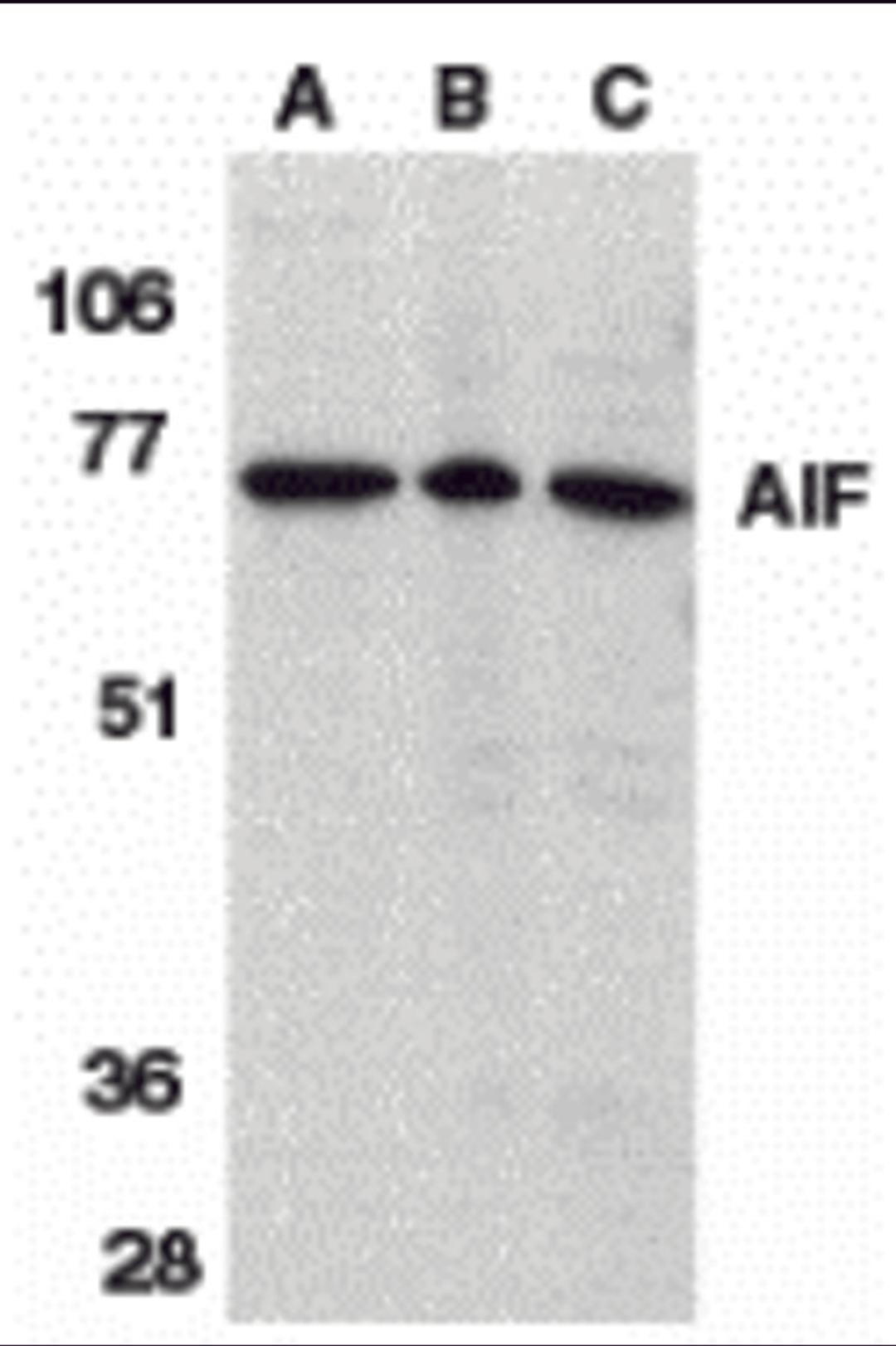 Western blot analysis of AIF in K562 cell lysate (A), rat heart (B), and mouse heart (C) tissue lysates with AIF antibody (IN) at 1 μg/mL.