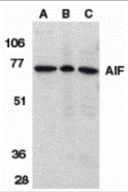 Western blot analysis of AIF in K562 cell lysate (A), rat heart (B), and mouse heart (C) tissue lysates with AIF antibody (IN) at 1 μg/mL.