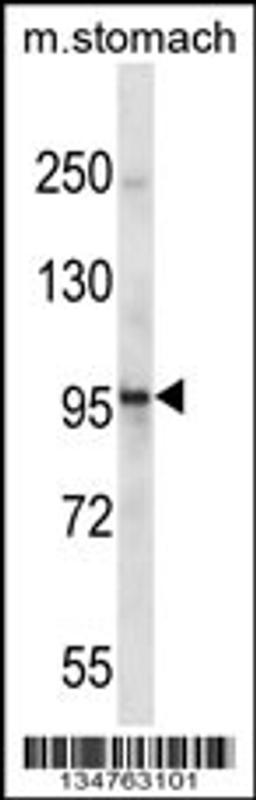 Western blot analysis in mouse stomach tissue lysates (35ug/lane).