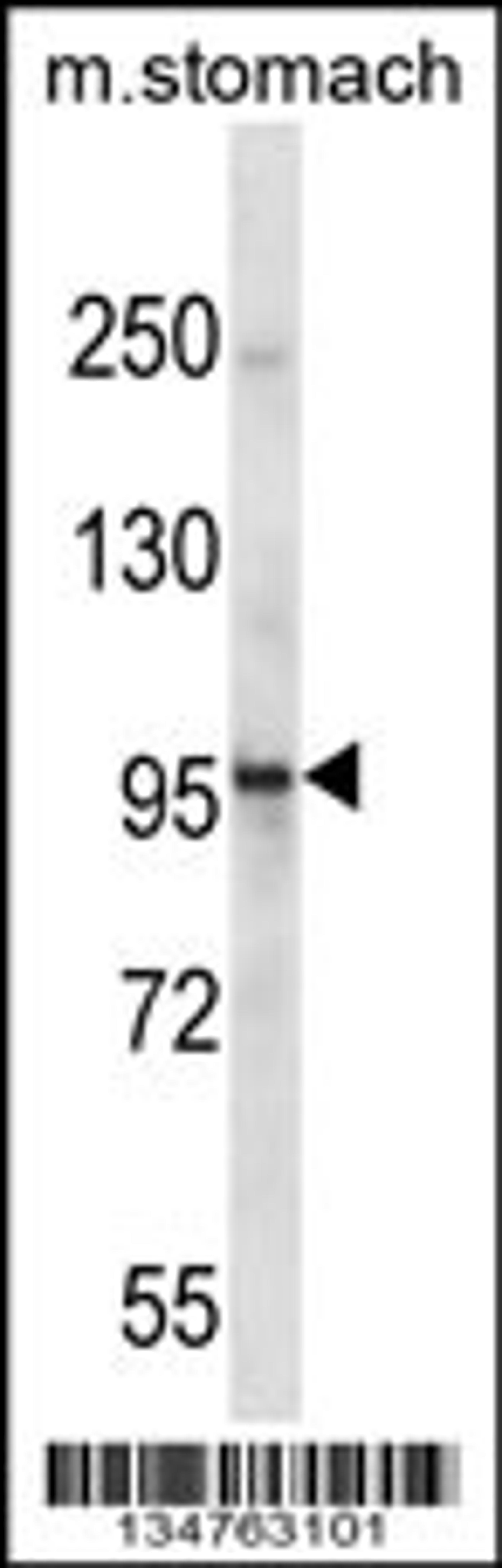 Western blot analysis in mouse stomach tissue lysates (35ug/lane).