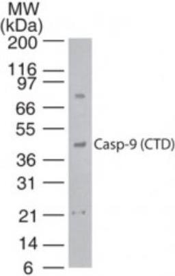 Western Blot: Caspase 9 (Carboxy-Terminal Divergent) Antibody [NB100-56366] - HeLa cell lysate probed with Caspase 9 (CTD) antibody at 1:500.