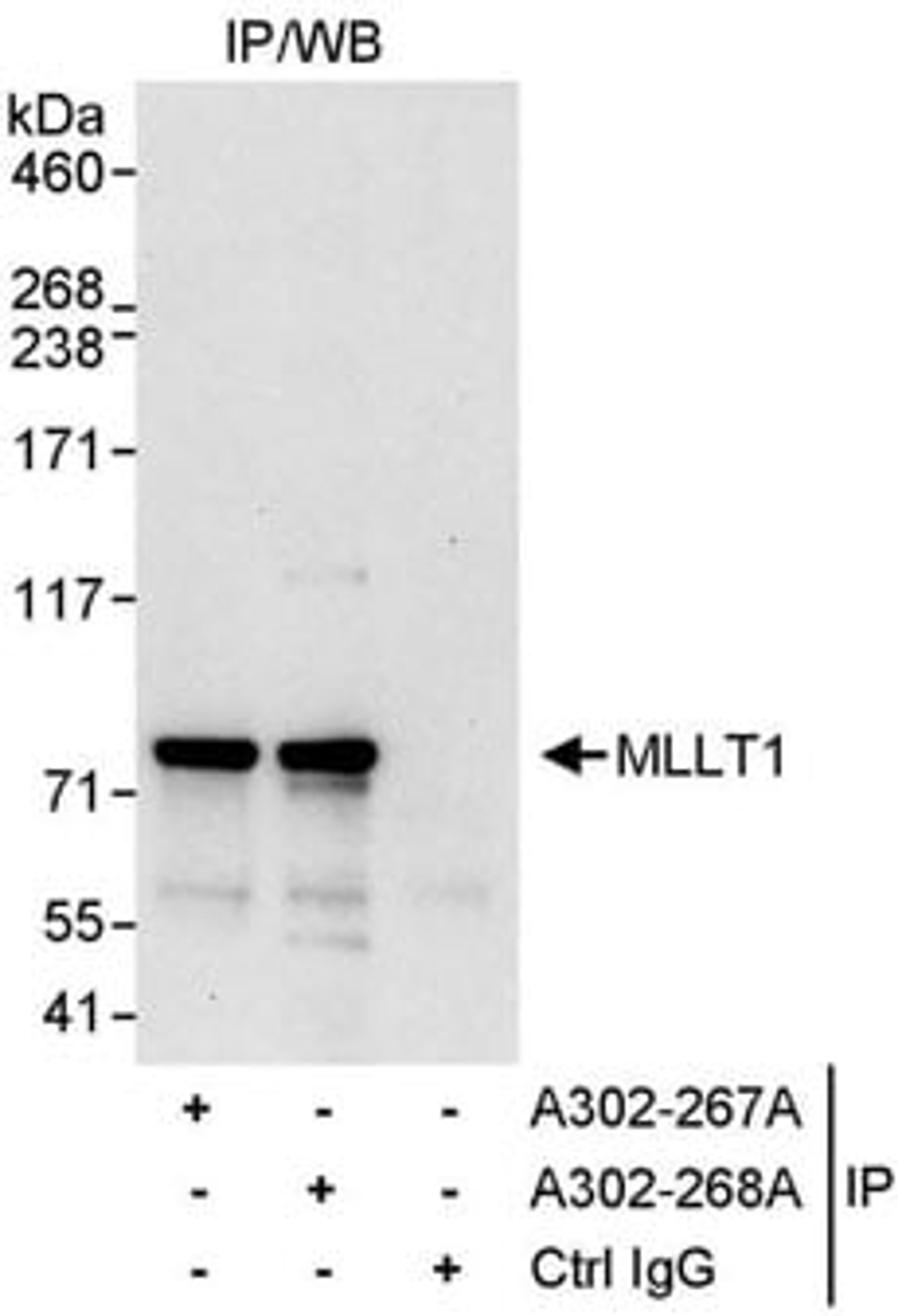 Detection of human MLLT1 by western blot of immunoprecipitates.