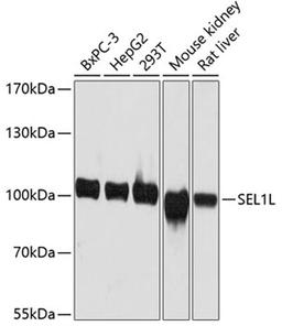 Western blot - SEL1L antibody (A12073)