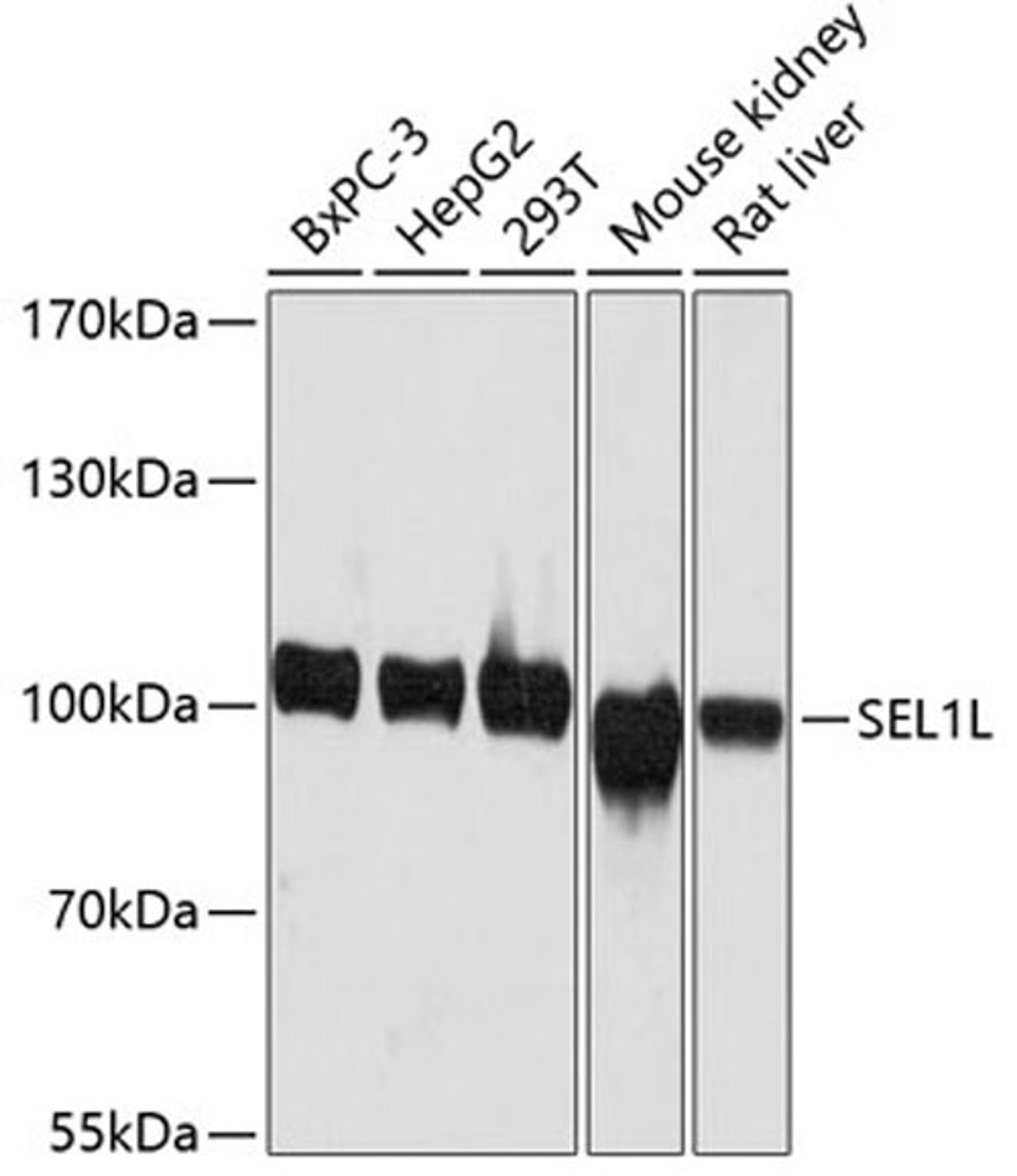 Western blot - SEL1L antibody (A12073)