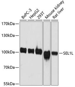 Western blot - SEL1L antibody (A12073)