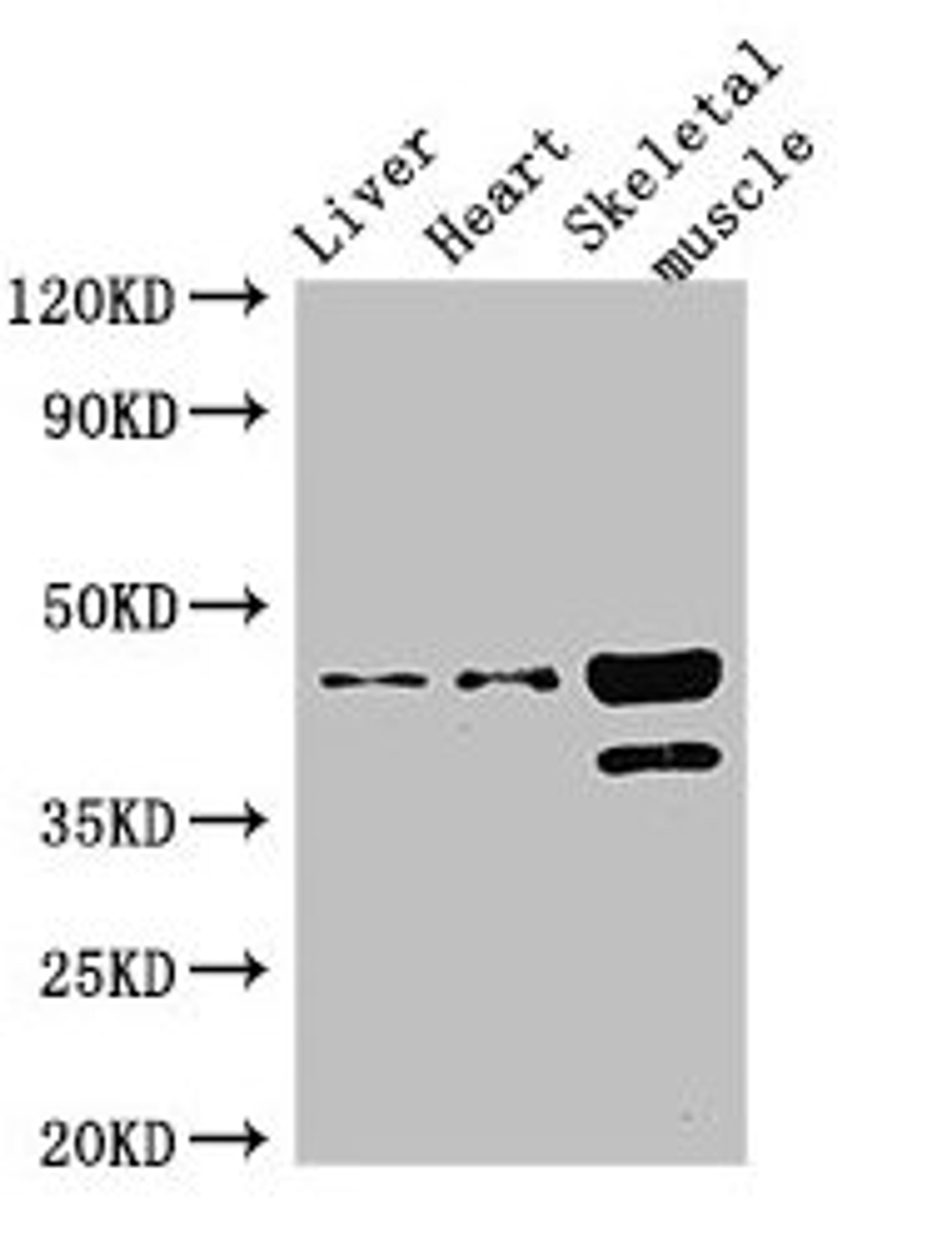 Western Blot. Positive WB detected in: Mouse liver tissue, Mouse heart tissue, Mouse skeletal muscle tissue. All lanes: ACAD8 antibody at 3ug/ml. Secondary. Goat polyclonal to rabbit IgG at 1/50000 dilution. Predicted band size: 46, 32, 39 kDa. Observed band size: 46, 39 kDa. 
