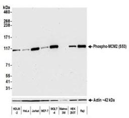 Detection of human Phospho-MCM2 (S53) by western blot.