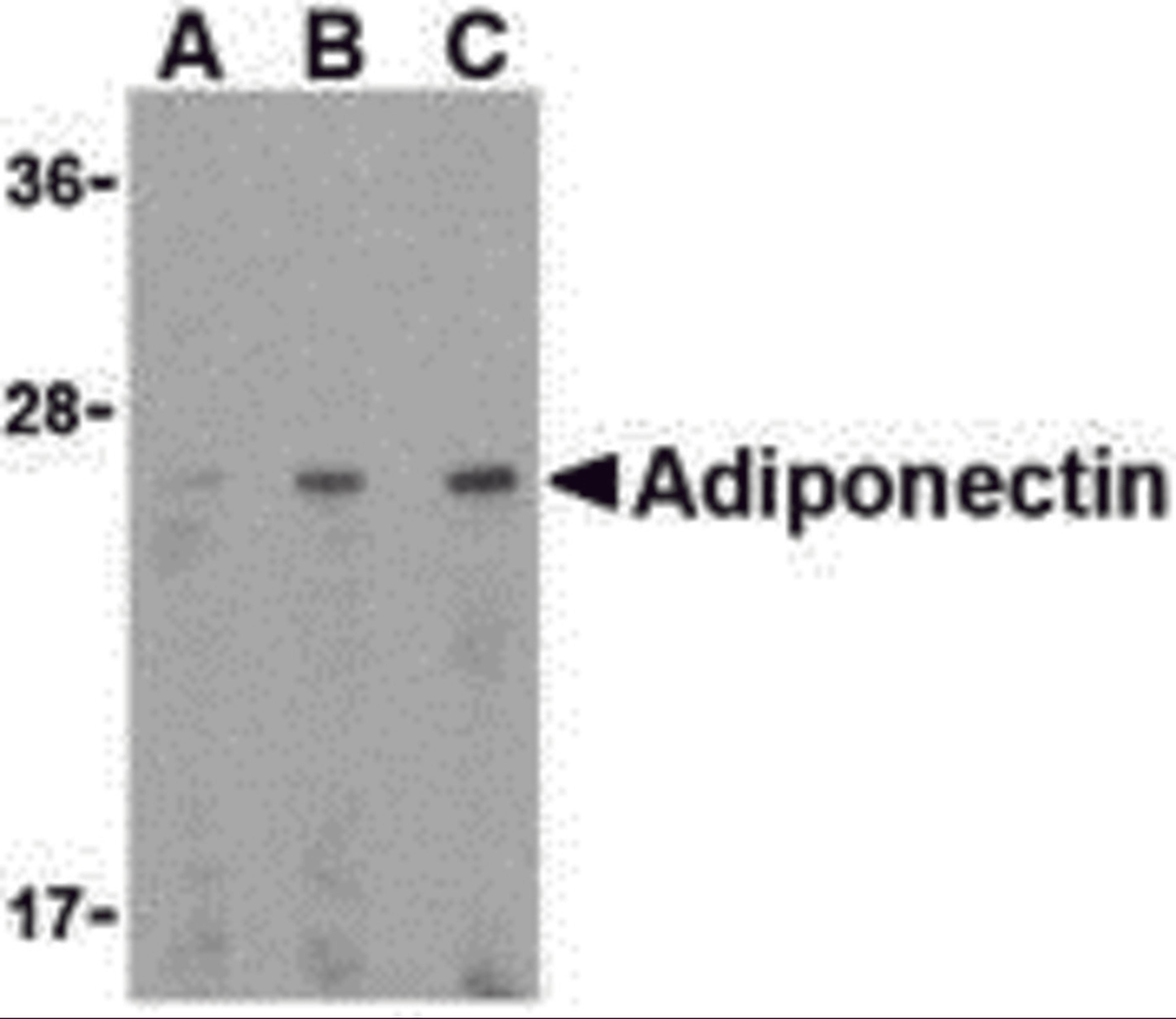 Western blot analysis of adiponectin in HL60 cell lysate with adiponectin antibody at (A) 0.5, (B) 1, and (C) 2 μg/mL.