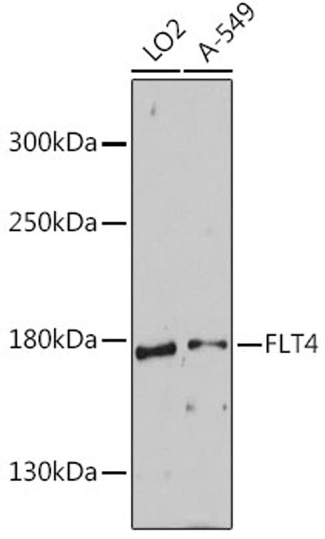 Western blot - FLT4 antibody (A12332)