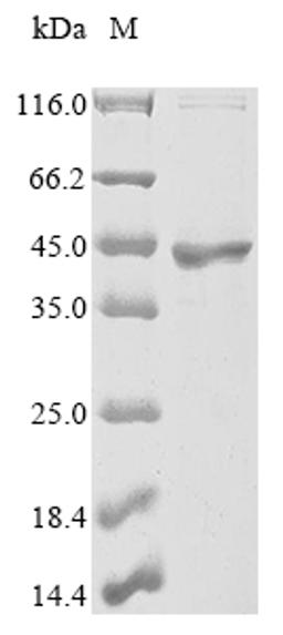 (Tris-Glycine gel) Discontinuous SDS-PAGE (reduced) with 5% enrichment gel and 15% separation gel.