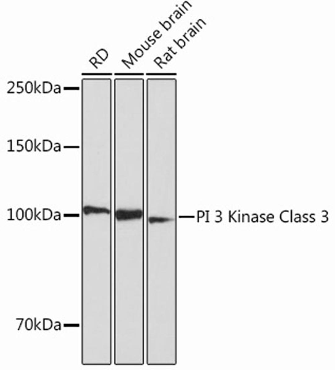 Western blot - PI 3 Kinase Class 3 Rabbit mAb (A12295)