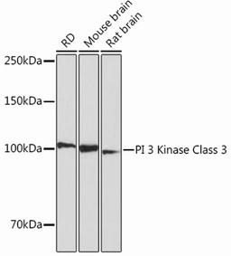 Western blot - PI 3 Kinase Class 3 Rabbit mAb (A12295)