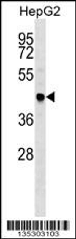 Western blot analysis in HepG2 cell line lysates (35ug/lane).