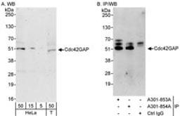 Detection of human Cdc42GAP by western blot and immunoprecipitation.