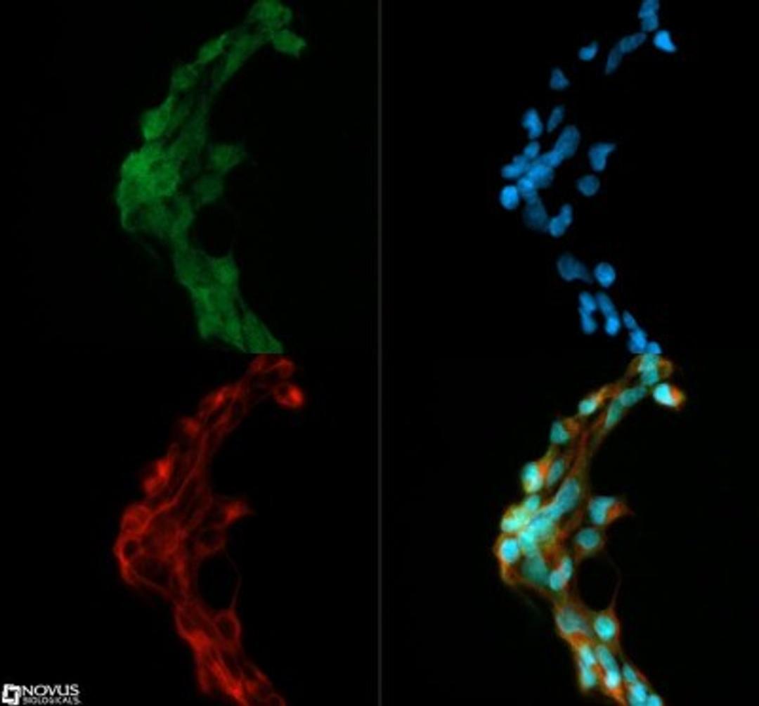 Immunocytochemistry/Immunofluorescence: DGAT1 Antibody [NB110-41487] - DGAT1 antibody was tested in Hek293 cells with Dylight 488 (green). Nuclei and alpha-tubulin were counterstained with DAPI (blue) and Dylight 550 (red).