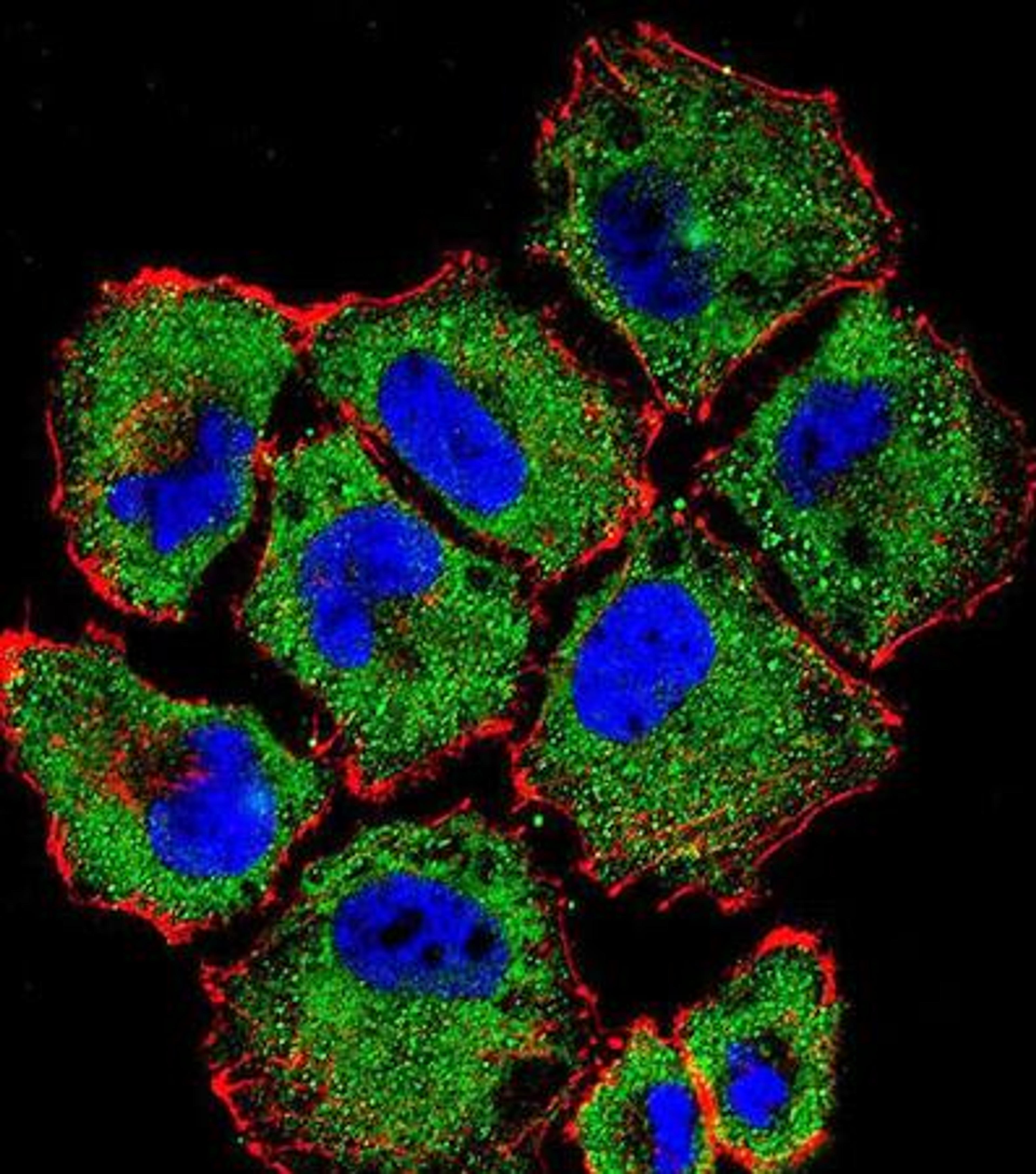 Confocal immunofluorescent analysis of NCI-H460 cell using SLC36A1 antibody 