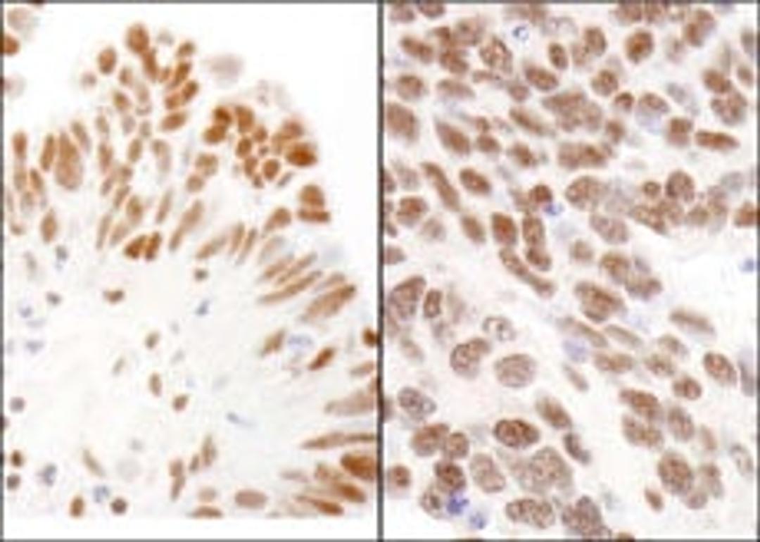 Detection of human and mouse CBX3 by immunohistochemistry.