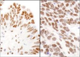 Detection of human and mouse CBX3 by immunohistochemistry.