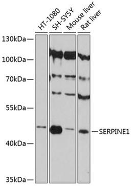 Western blot - SERPINE1 antibody (A12102)