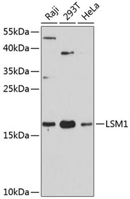 Western blot - LSM1 antibody (A12732)