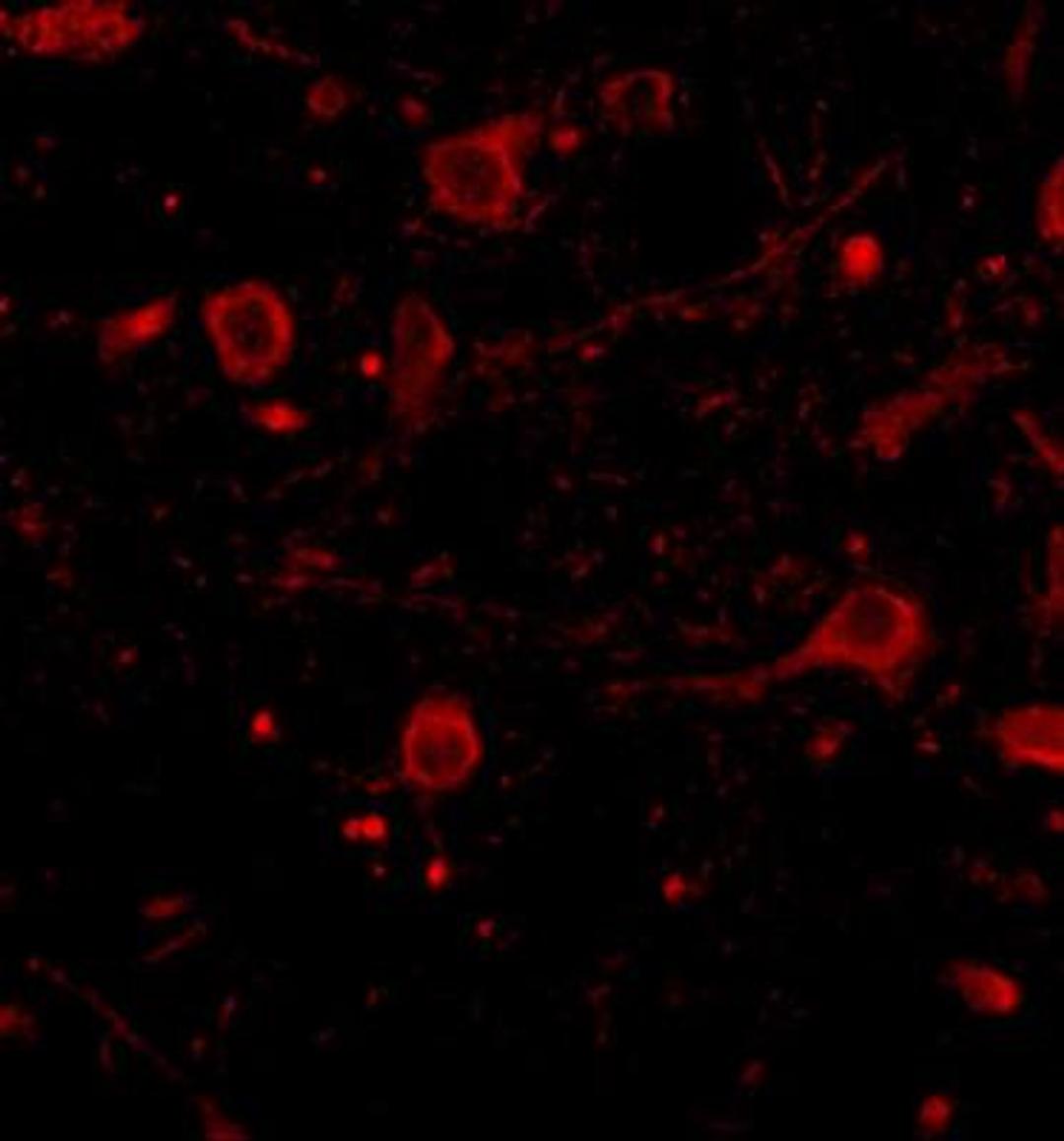 Immunocytochemistry/Immunofluorescence: CADPS Antibody [NBP1-77323] - Immunofluorescence of CAPS1 in human brain tissue with CAPS1 antibody at 20 ug/mL.