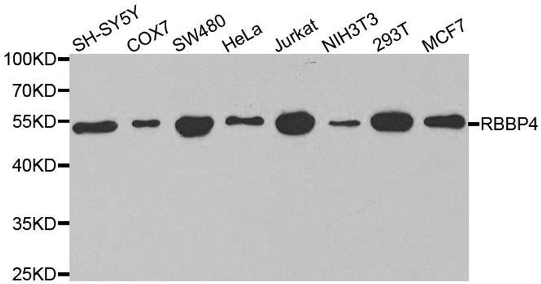 Western blot analysis of extracts of various cell lines using RBBP4 antibody