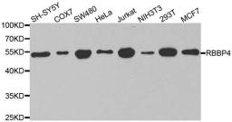 Western blot analysis of extracts of various cell lines using RBBP4 antibody