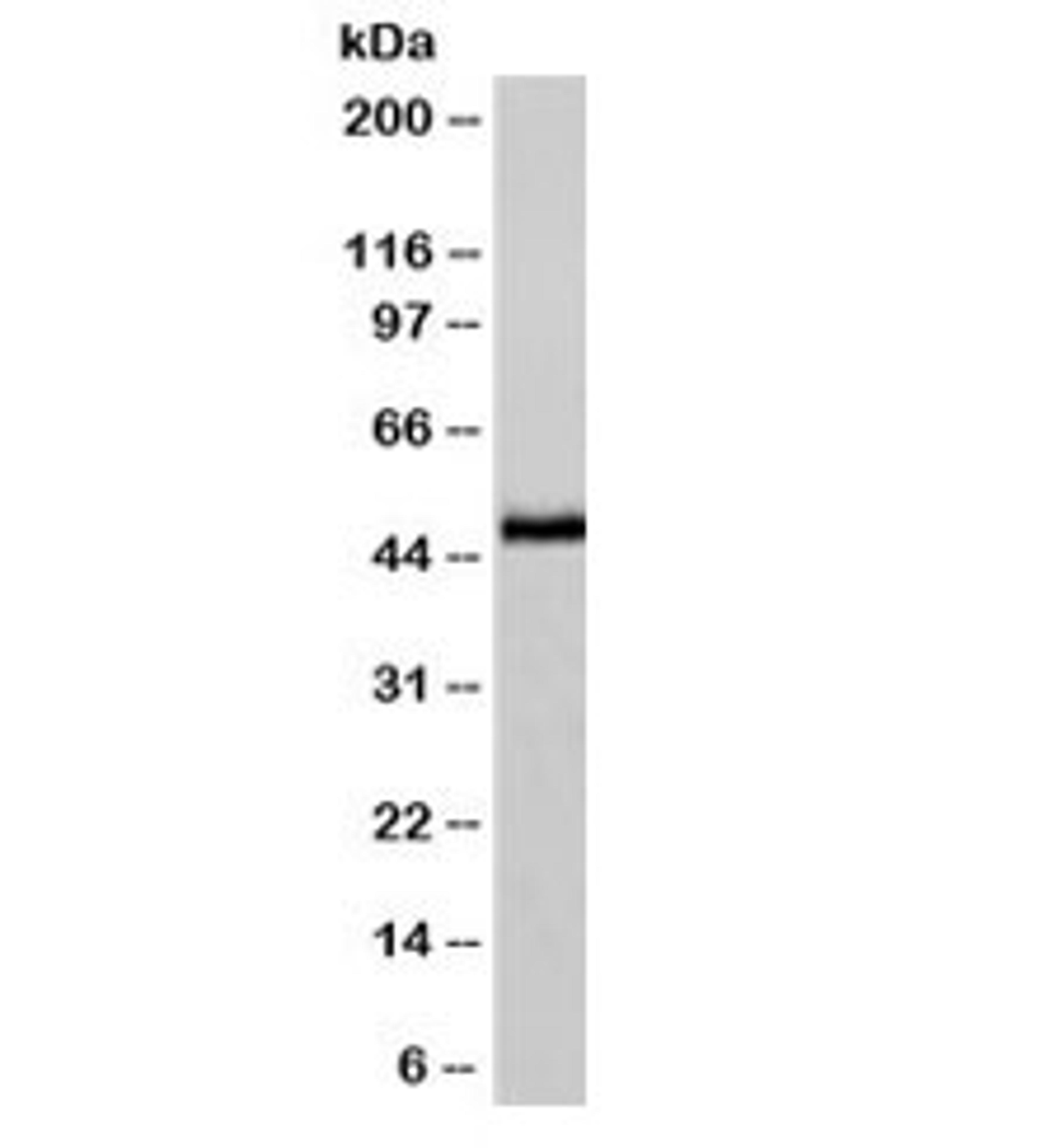 IHC testing of FFPE human pancreas with NSE antibody (clone NSEL1-1).