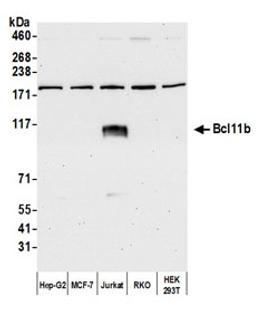 Detection of human Bcl11b by western blot.