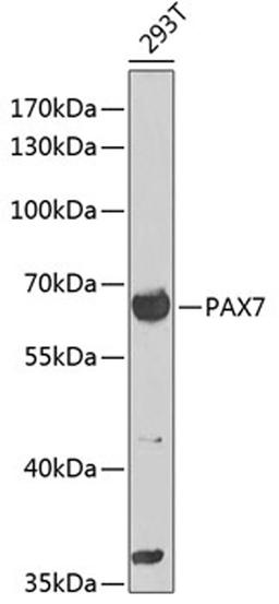 Western blot - PAX7 antibody (A12740)