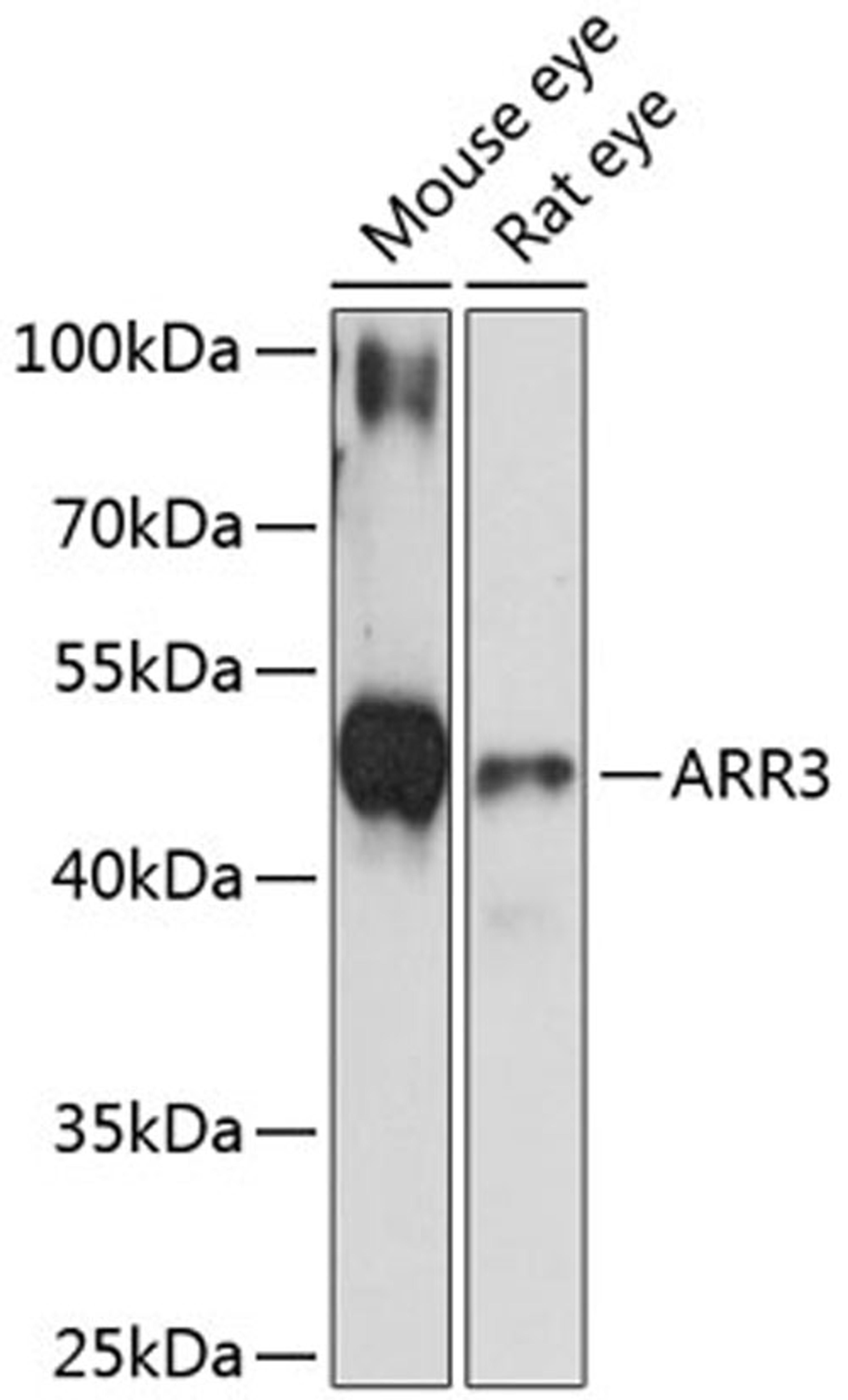 Western blot - ARR3 antibody (A13009)